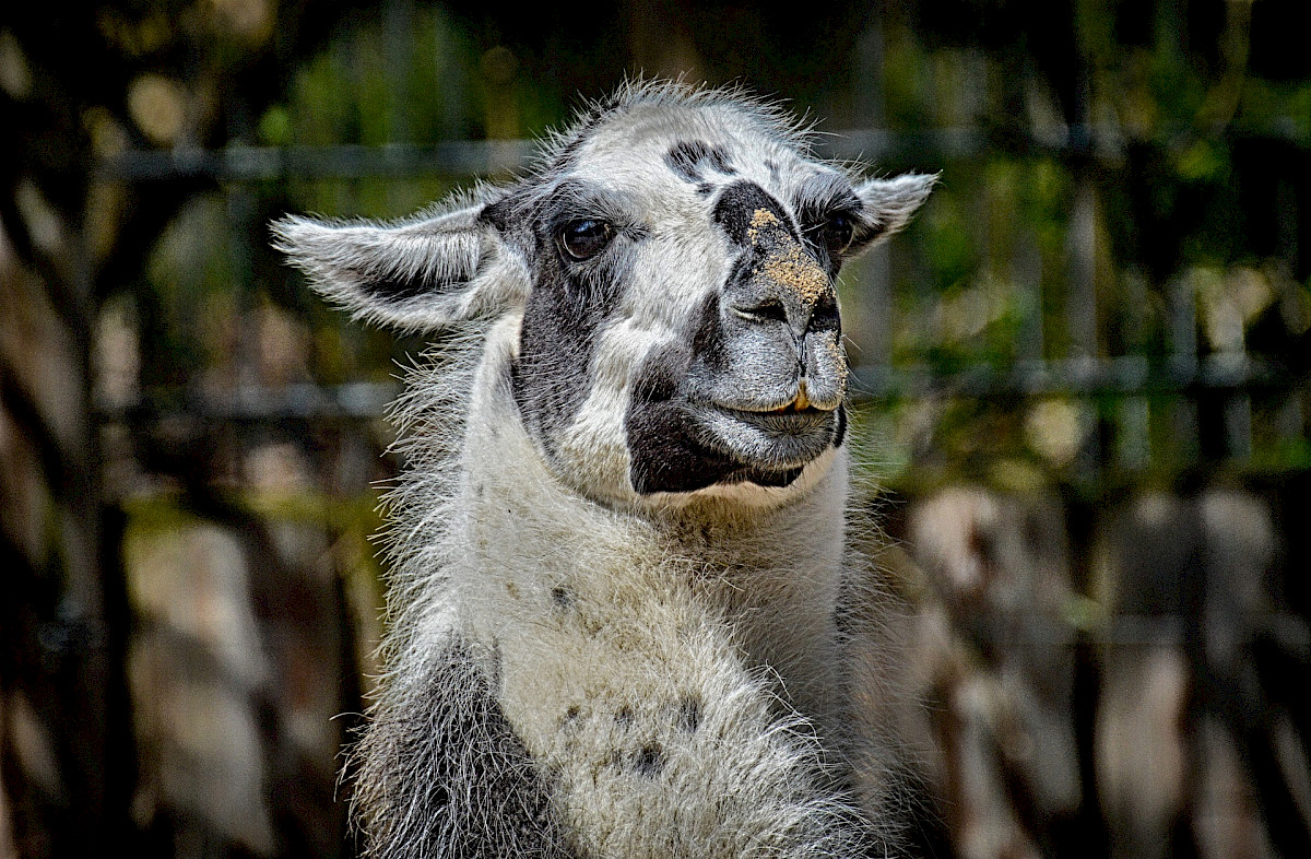 Lamamilch Wissenswertes ber die Milch vom Lama