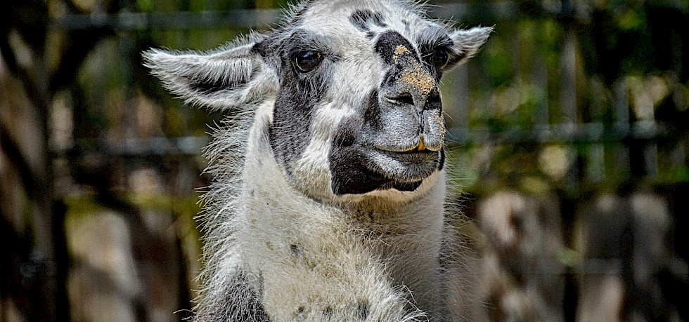 Lamamilch Wissenswertes ber die Milch vom Lama