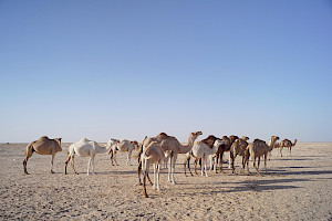Kamelmilch – CamelWay – Entdecken Sie die Kraft der Kamelmilch